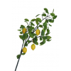 Ramo di limone con foglie e frutti, altezza 120 cm