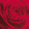 Tovagliolo in carta 3 veli stampa Rosa rossa, 24x24 cm, confezione da 20 pezzi