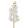 Orchidea bianca con stelo, altezza 102 cm