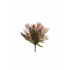 Cespuglio Palma di Areca verde e rosa, altezza 43 cm
