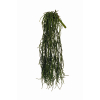 Cespuglio cadente verde scuro, altezza 56 cm