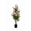 Pianta rosa Polyantha con vaso nero, fiori rosa e foglie verdi, varie altezze