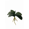 Foglia d'orchidea verde con radici, altezza 29 cm