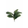 Foglia di orchidea verde con radici, altezza 34 cm