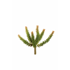 Pianta grassa Roccia con anima, altezza 20 cm