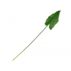 Foglia di calla verde, altezza 79 cm