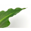 Foglia di calla verde, altezza 79 cm