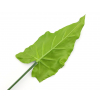 Foglia di calla verde, altezza 79 cm