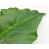 Foglia di calla verde, altezza 79 cm