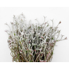 Cespuglio "Winter" con neve, altezza 33 cm, vari colori