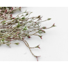Cespuglio "Winter" con neve, altezza 33 cm, vari colori