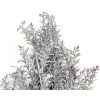 Cespuglio di tea con neve, altezza 45 cm, vari colori