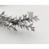 Cespuglio di tea con neve, altezza 45 cm, vari colori