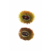 Riccio aperto con castagne, confezione da 6 pezzi, colori assortiti