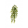 Cespuglio di edera cadente verde variegata, lunghezza 85 cm