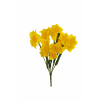 Cespuglio di Narciso giallo, altezza 43 cm