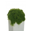 Muschio verde in busta 300 gr