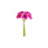 Mazzo da 6 gerbere altezza 33 cm, vari colori