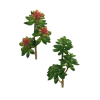 Ramo di Echeveria diametro 13 cm, altezza 36 cm
