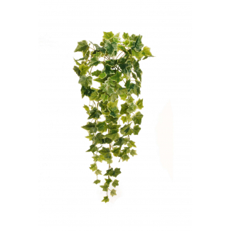 Edera cadente verde variegata, altezza 70 cm