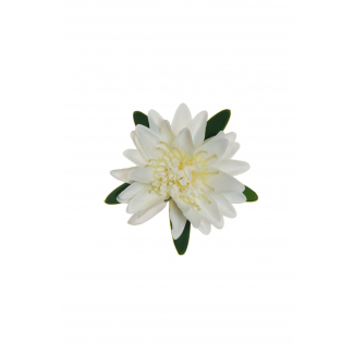 Ninfea galleggiante, diametro 16 cm, altezza 9 cm