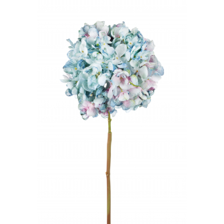 Ortensia singola con stelo azzurra sfumata 62 cm