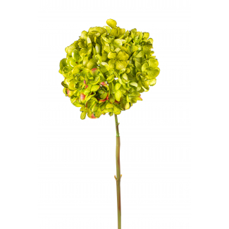 Ortensia singola con stelo verde 62 cm