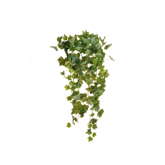 Cespugio di edera pendente verde, altezza 73 cm