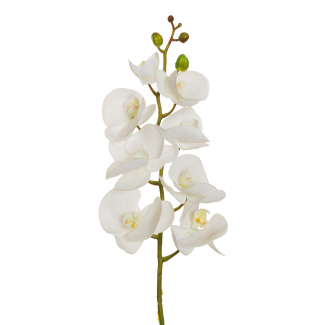 Orchidea con stelo, altezza 102 cm