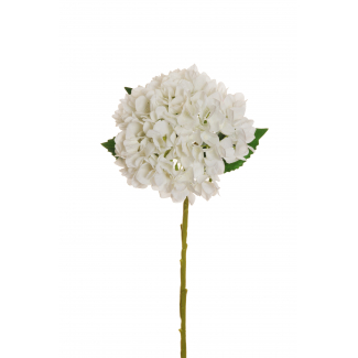 Ortensia "Juliet", altezza 50 cm