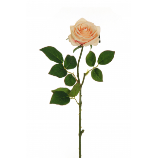 Rosa "Ecuador" con stelo, altezza 65 cm, vari colori