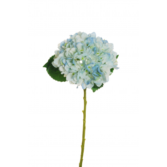 Ortensia "Juliet", altezza 50 cm