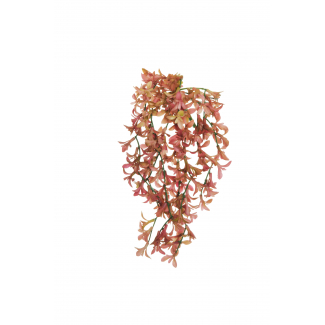 Cespuglio di "Senecio" pendente, altezza 27 cm