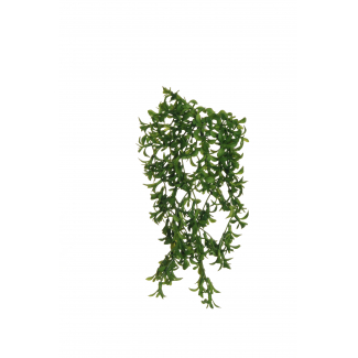 Cespuglio di "Senecio" pendente, altezza 27 cm