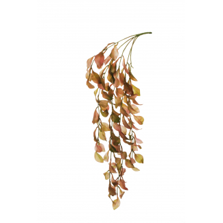 Cespuglio di pruno cadente, altezza 81 cm