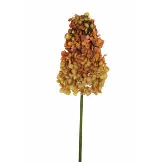 Ortensia "Paniculata", altezza 90 cm