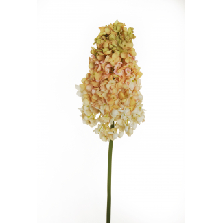 Ortensia "Paniculata", altezza 90 cm