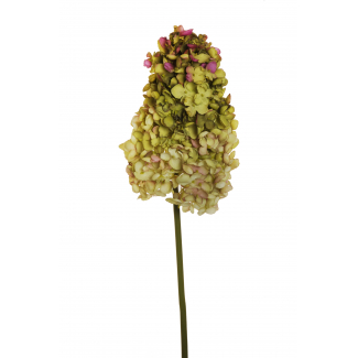 Ortensia "Paniculata", altezza 90 cm