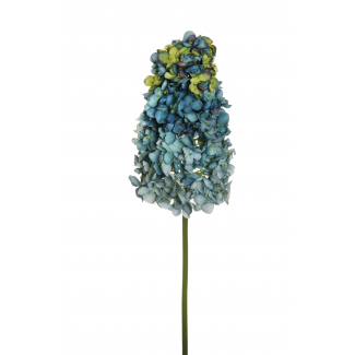 Ortensia "Paniculata", altezza 90 cm
