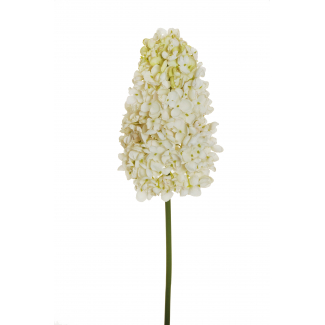 Ortensia "Paniculata", altezza 90 cm, vari colori