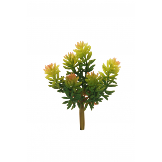 Pianta succulenta verde, altezza 17 cm