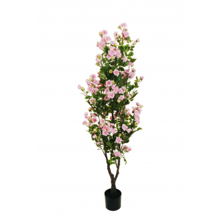 Pianta rosa "Polyantha" con vaso nero, fiori rosa e foglie verdi
