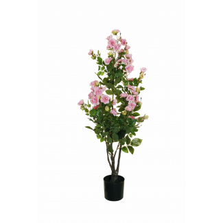 Pianta rosa "Polyantha" con vaso nero, fiori rosa e foglie verdi