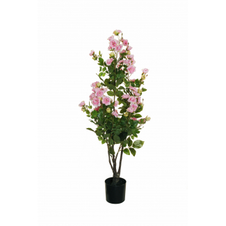 Pianta rosa "Polyantha" con vaso nero, fiori rosa e foglie verdi, varie altezze