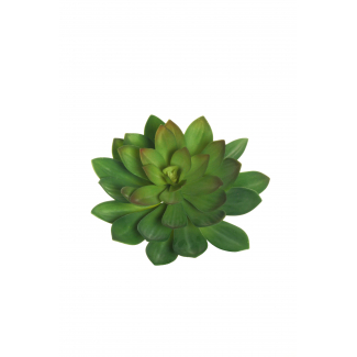 Pianta grassa "Echeveria", diametro 32 cm, altezza 22 cm