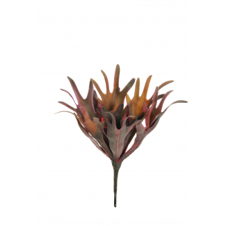 Pianta grassa "Corno di cervo", altezza 33 cm