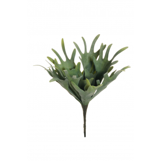 Pianta grassa "Corno di cervo", altezza 33 cm