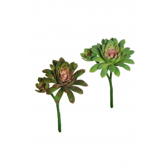 Pianta grassa "Sempreviva", altezza 19 cm