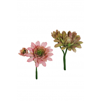 Pianta grassa "Sempreviva", altezza 19 cm