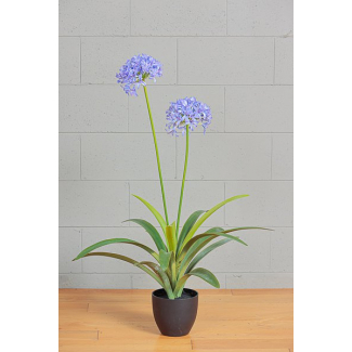 Pianta di "Agapanthus" con vaso, altezza 105 cm, vari colori